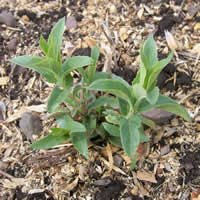 Monarda fistulosa